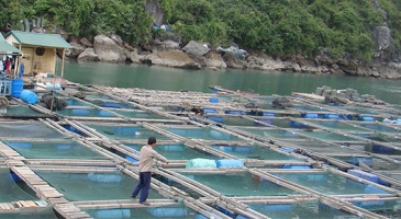 Asia-Pacific region moves forward with plans to mitigate the risks of AMR in defence of its crucial aquaculture industry and to protect human and animal health